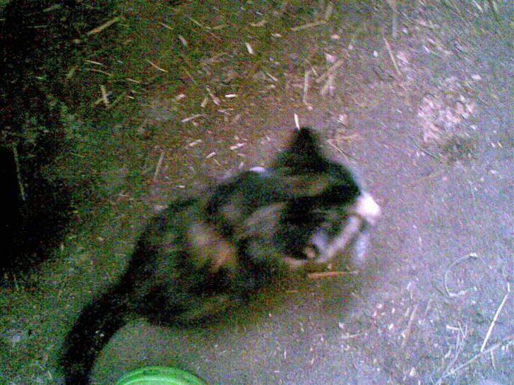 Blanding af racer Frøken Peddersen *død* ;( billede 8