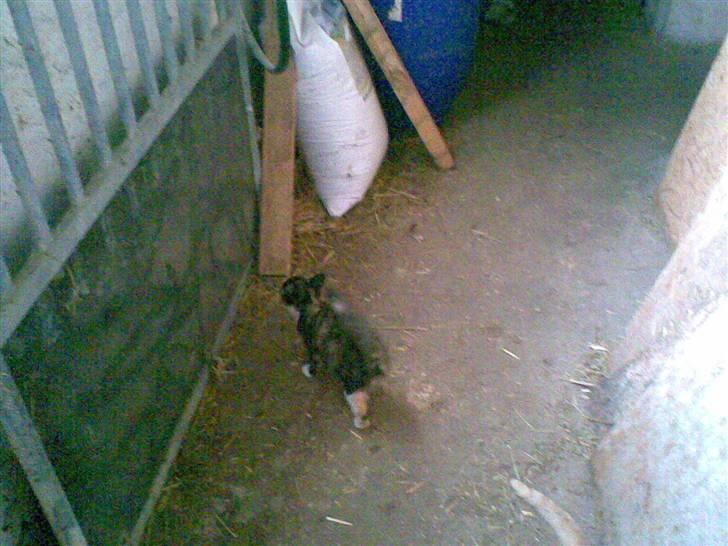 Blanding af racer Frøken Peddersen *død* ;( billede 9