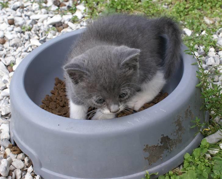 Huskat Bette Mus - Nej, mis, det er ikke det, man bruger en madskål til... billede 12