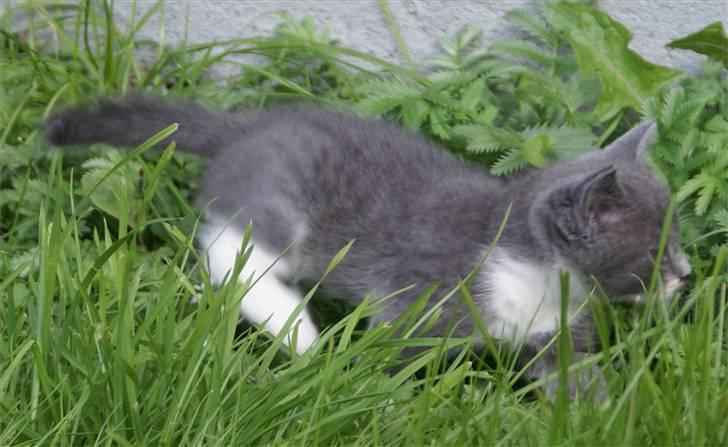 Huskat Bette Mus - Tiger på spring..... billede 13