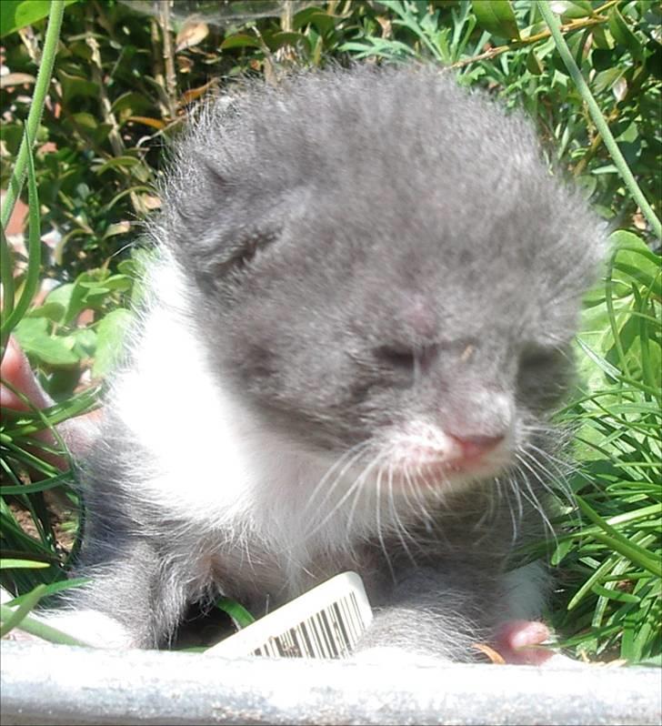 Huskat Bette Mus - 2½ uge gammel :) billede 14