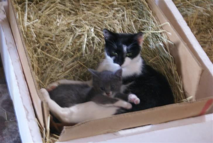 Huskat Bette Mus - Hygge sammen med mor :) billede 15