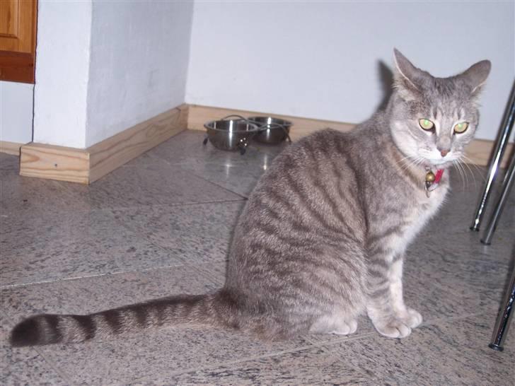 Huskat fifi - smil billede 6