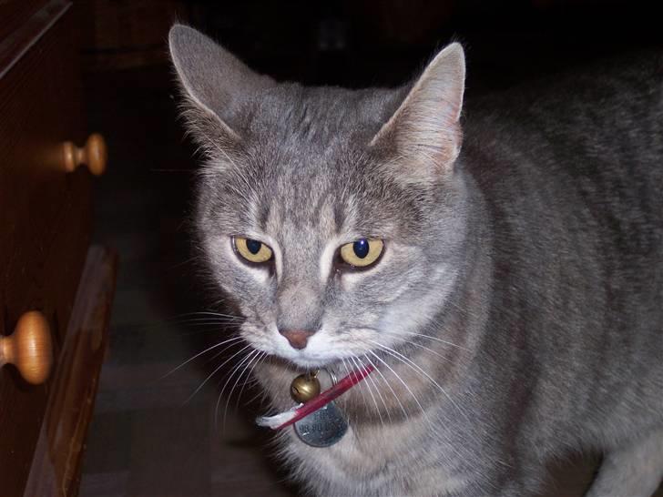 Huskat fifi - her er jeg igen billede 7