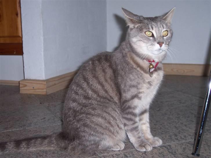 Huskat fifi - hun er stolt billede 8