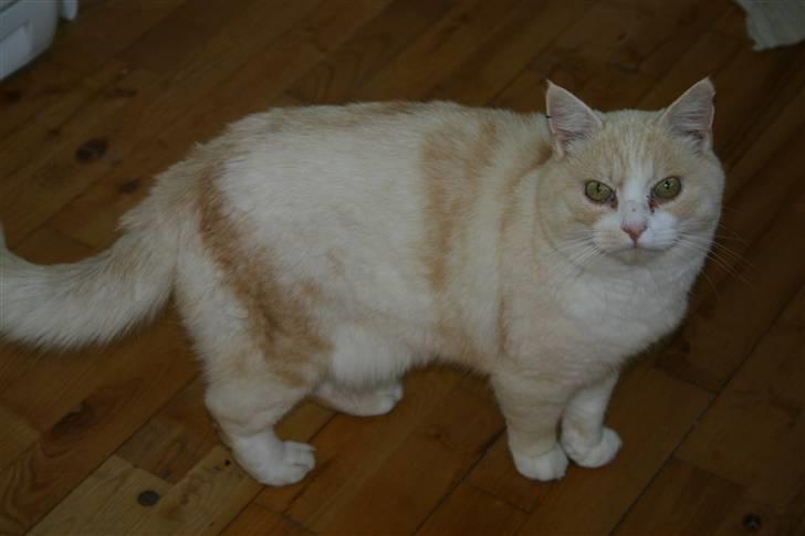 Huskat Blondi  billede 1