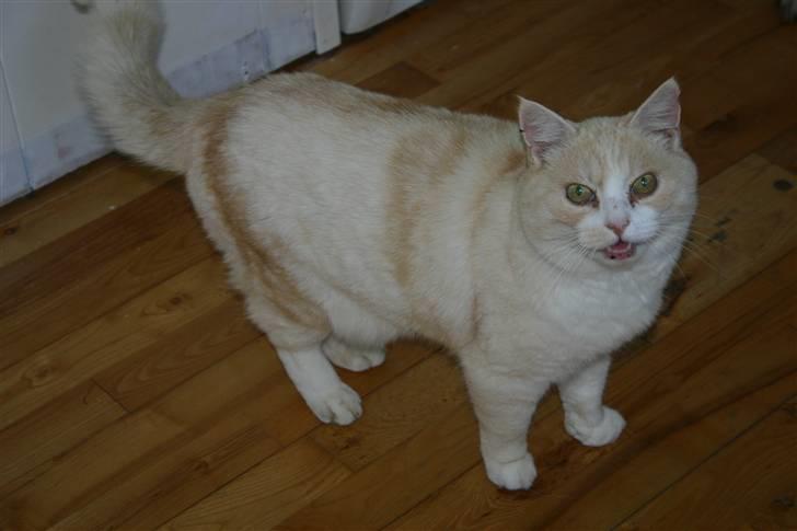 Huskat Blondi  billede 2