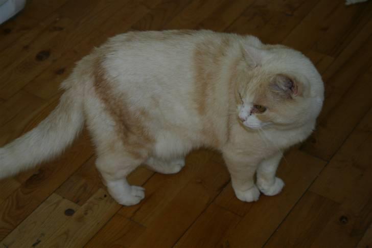 Huskat Blondi  billede 3