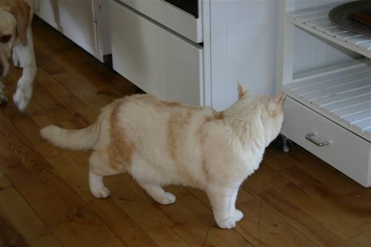 Huskat Blondi  billede 4