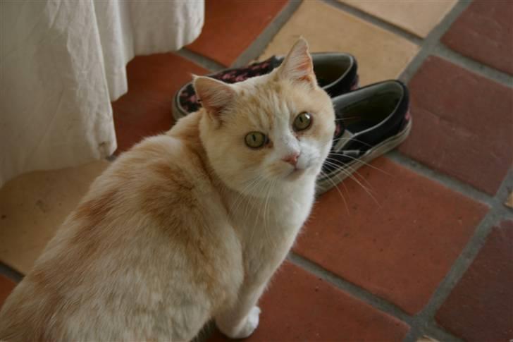 Huskat Blondi  billede 5