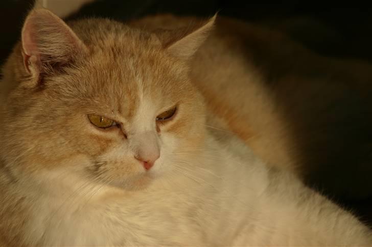 Huskat Blondi  billede 6