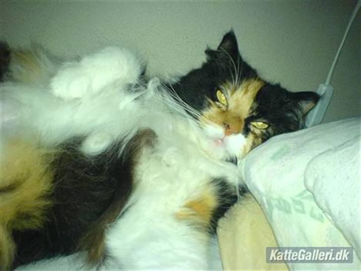 Blanding af racer Twinkie billede 7