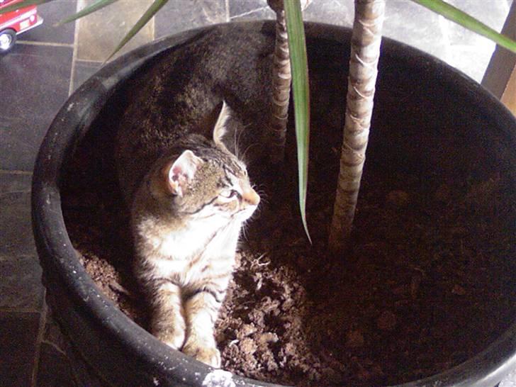 Blanding af racer Julie billede 6