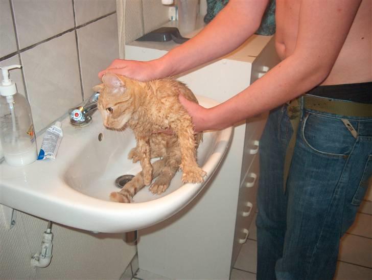 Huskat Bernhart løbet væk :'( billede 5