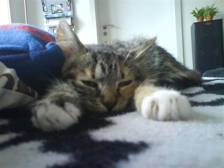 Huskat Bella - Det er hårdt at være blød ;) billede 11