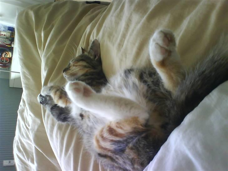 Huskat Bella billede 12