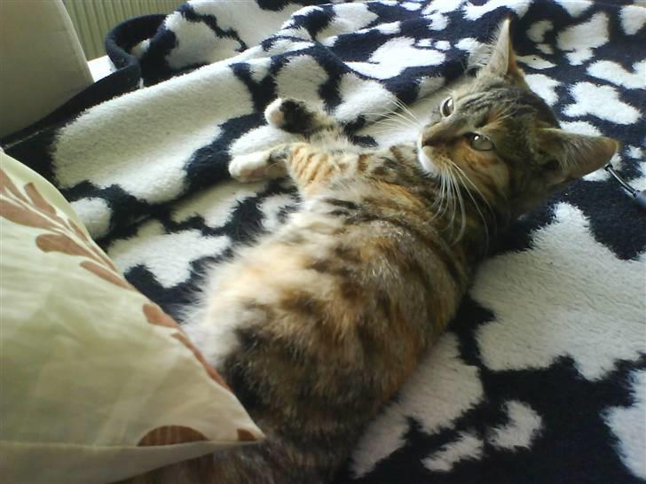 Huskat Bella billede 14