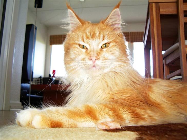 Maine Coon Farina - mig igen billede 1