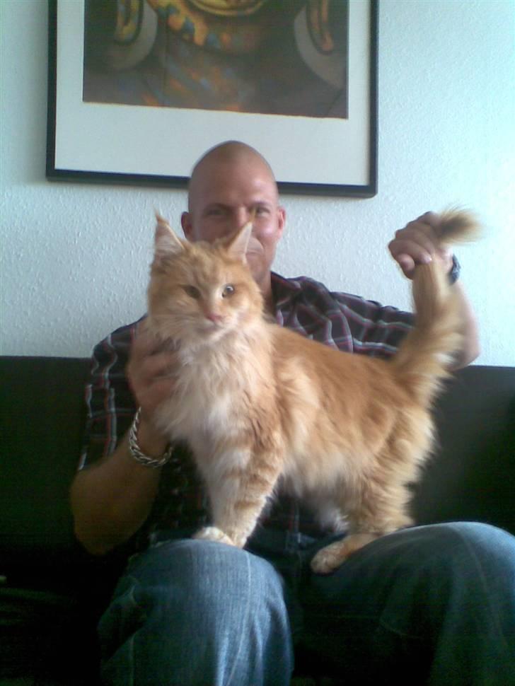 Maine Coon Farina - Her er jeg hos Far,vi holder meget a hinanden ;O)) Fars pige som man siger.. billede 2
