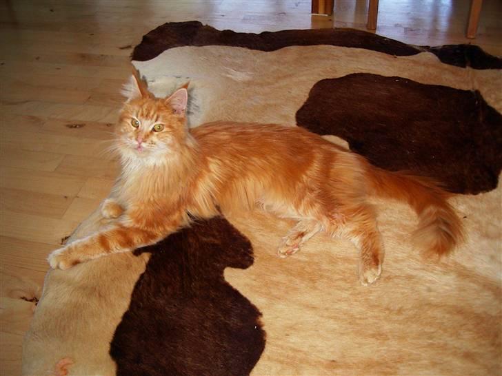 Maine Coon Farina - Koskindet er så dejligt at slappe på,lækkert blødt... Miav billede 3