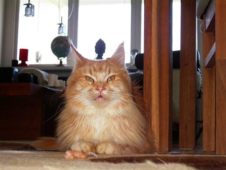 Maine Coon Farina - Jeg elsker rejer... Og vil gerne lege lidt med dem inden jeg nyder dem Mums... billede 4