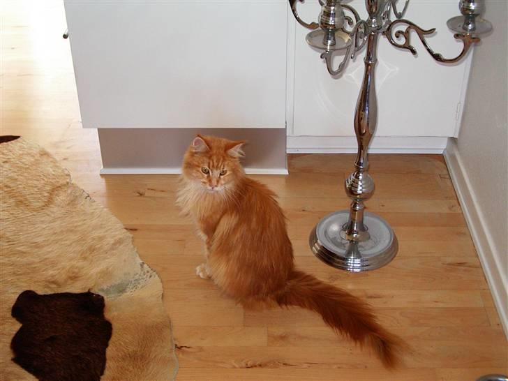 Maine Coon Farina - så stopper legen du..!!! billede 5