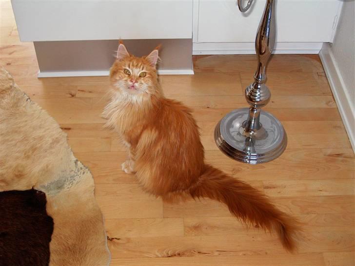 Maine Coon Farina - Okey så,et lille smil... gider ikke alt det billed værk far :=( billede 6