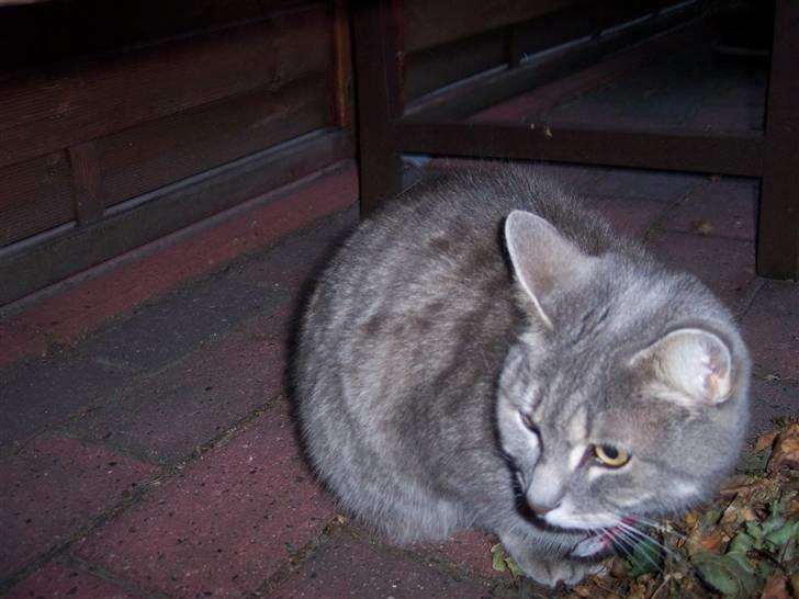 Huskat fifi - er jeg ikke sød var billede 10