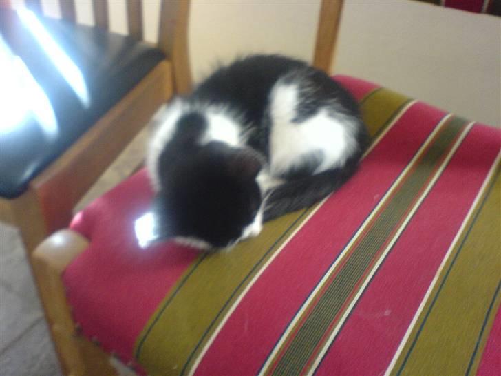 Huskat mogson-DØD- Savn billede 10