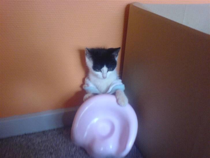 Huskat mogson-DØD- Savn billede 11