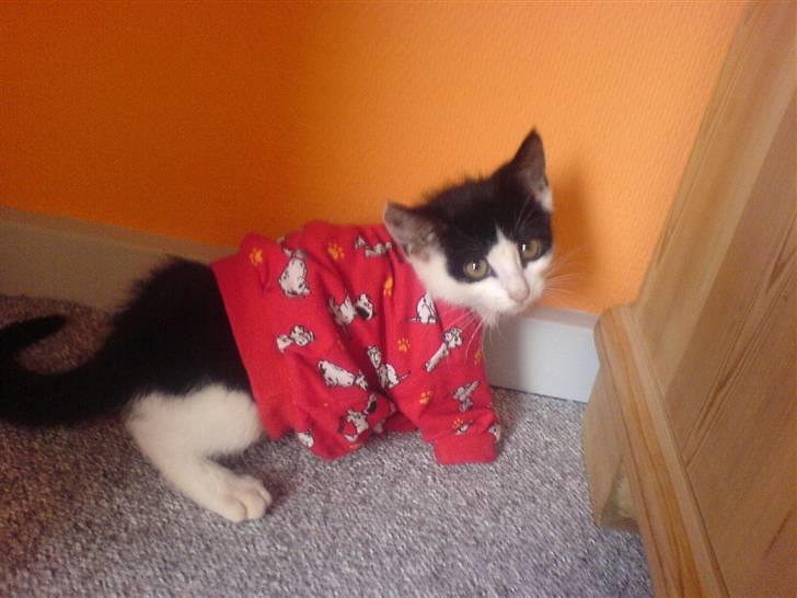 Huskat mogson-DØD- Savn billede 12