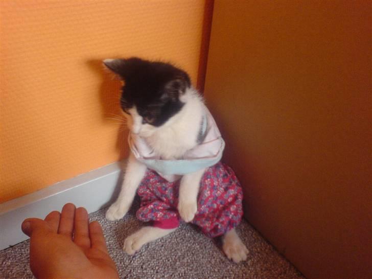 Huskat mogson-DØD- Savn billede 13