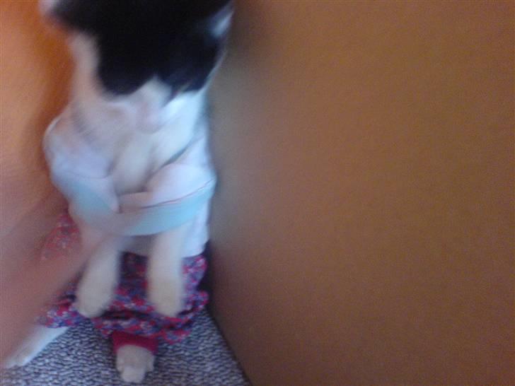 Huskat mogson-DØD- Savn billede 14