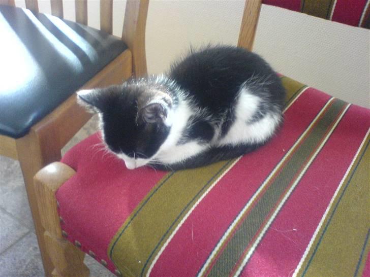 Huskat mogson-DØD- Savn billede 15