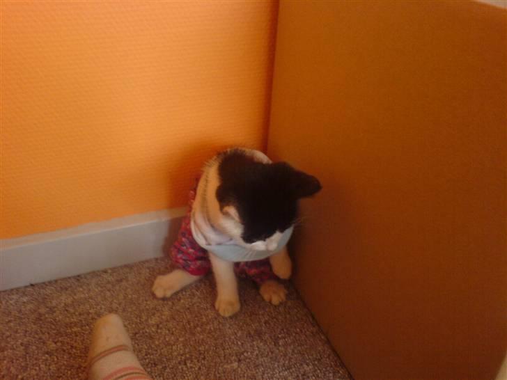 Huskat mogson-DØD- Savn billede 16