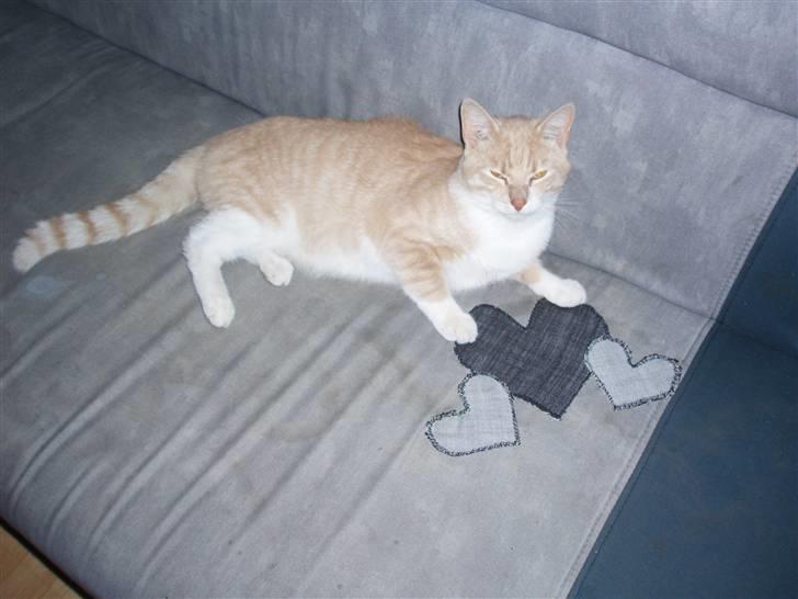 Huskat lucifer billede 12