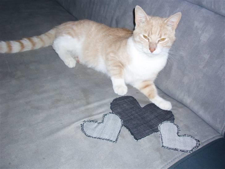 Huskat lucifer billede 13