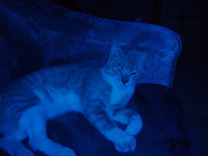 Huskat lucifer - DEN BLÅ KAT billede 14