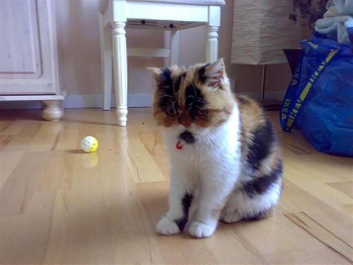 Exotic Thilde billede 1