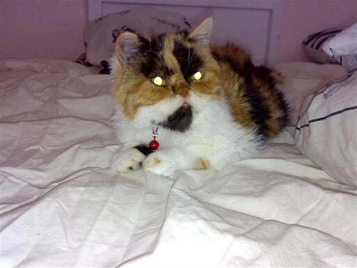 Exotic Thilde billede 2