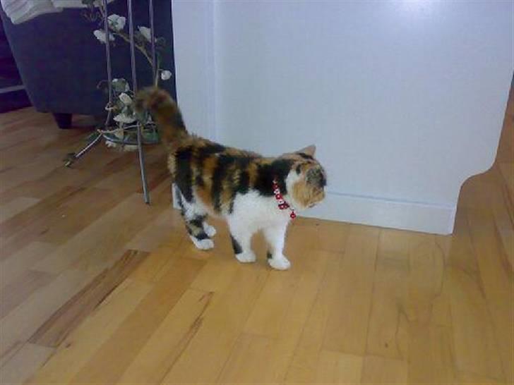 Exotic Thilde billede 3