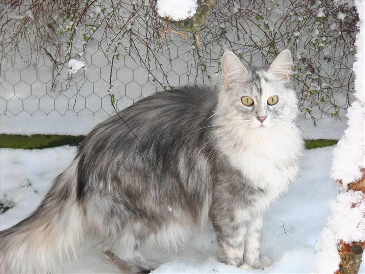 Maine Coon Blessed from above - Abu 11 måneder billede 1