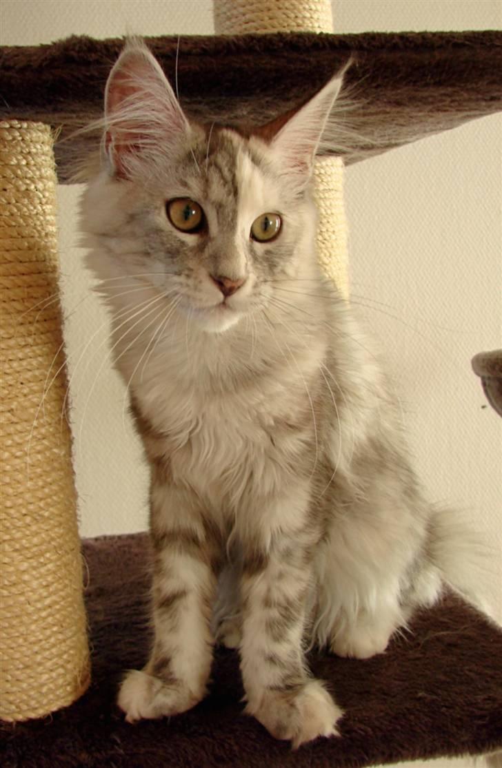 Maine Coon Blessed from above - Knap 5 mdr. billede 2