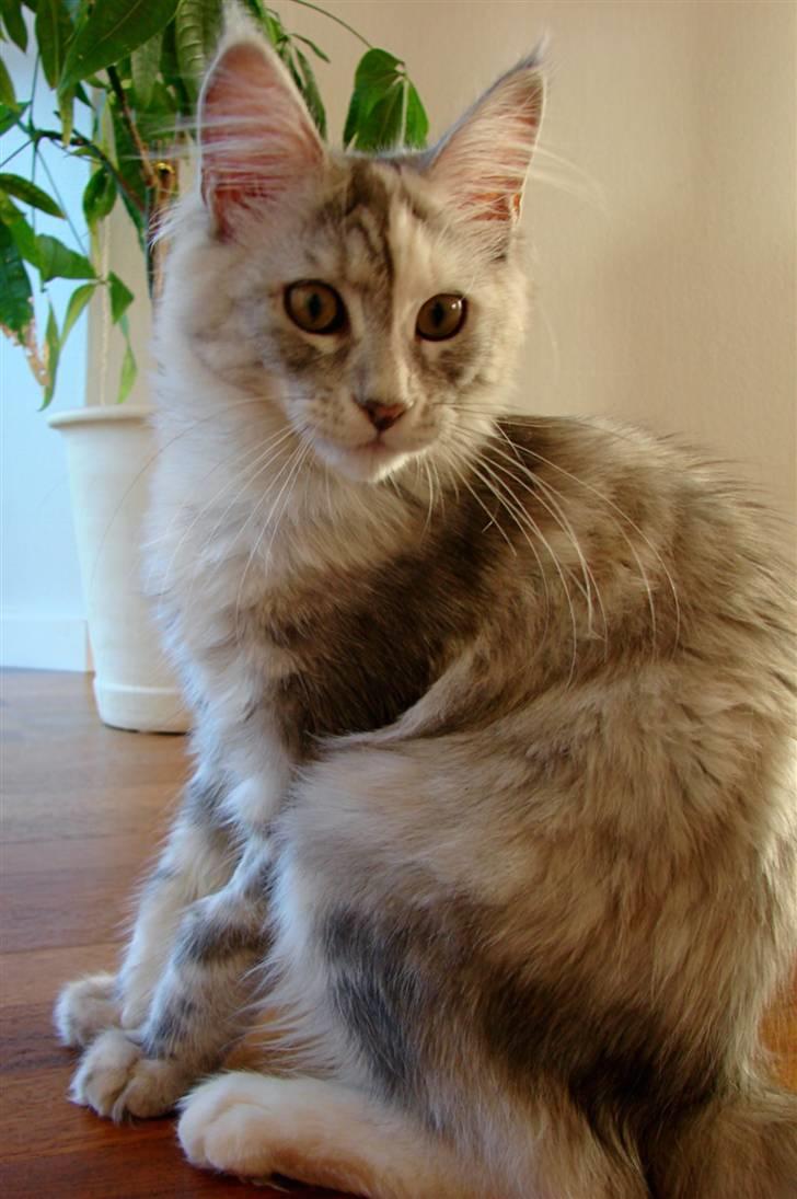 Maine Coon Blessed from above - Knap 5 mdr. billede 3