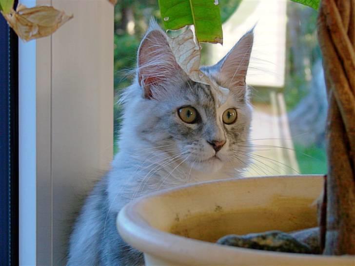 Maine Coon Blessed from above - Knap 5 mdr. billede 4