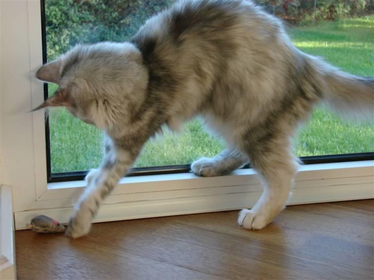 Maine Coon Blessed from above - "Kom så her din pokkers mus..." billede 5