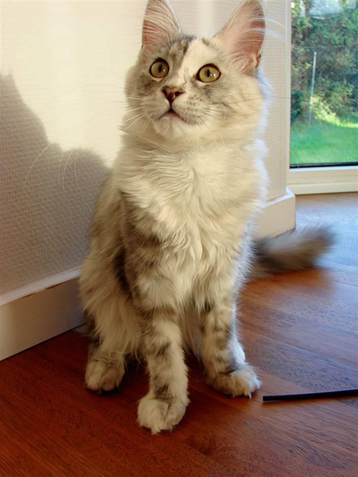 Maine Coon Blessed from above - Knap 5 mdr. billede 6