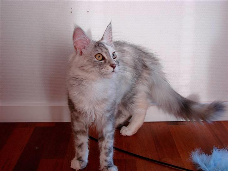 Maine Coon Blessed from above - Knap 5 mdr. billede 7