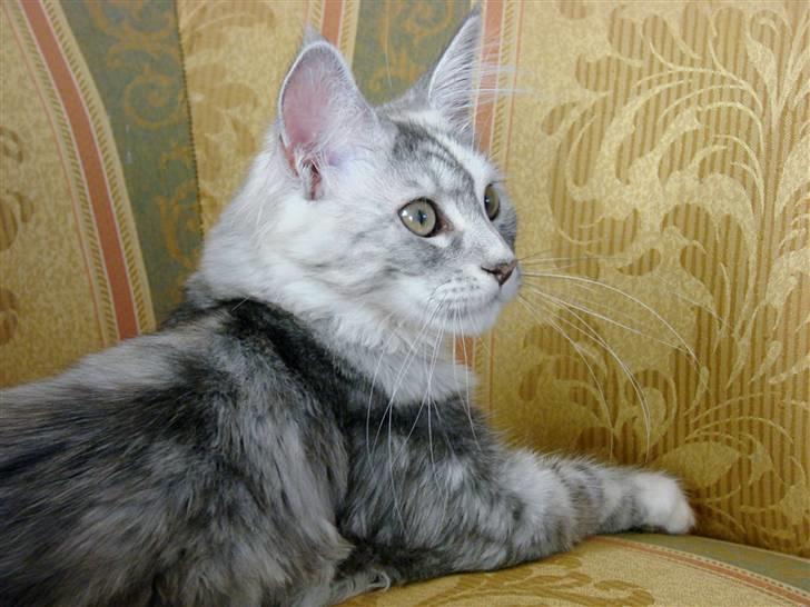 Maine Coon Blessed from above - Knap 5 mdr- billede 8