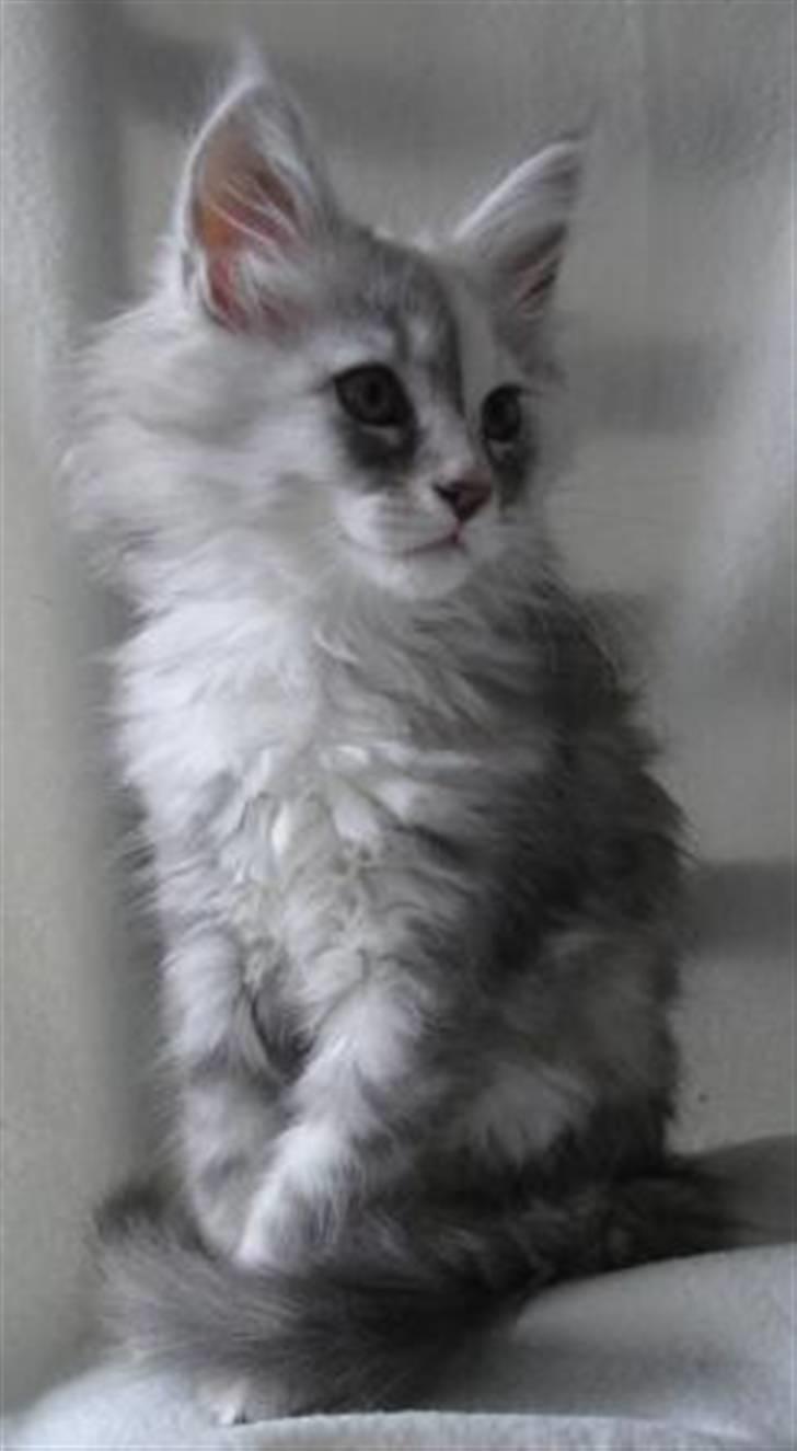 Maine Coon Blessed from above - Abu 10 uger billede 9